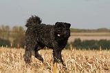 BOUVIER DES FLANDRES 241